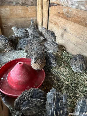 Gaini schimb sau vand