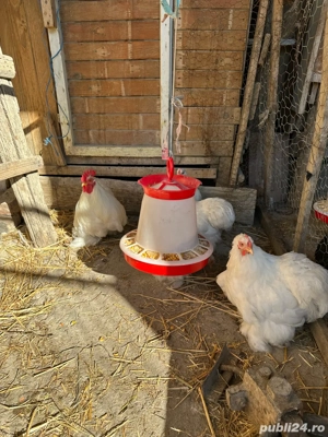 Gaini schimb sau vand  - imagine 2