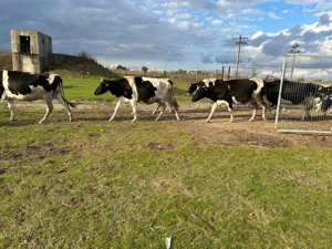 vand vaci de lapte - imagine 3 vand vaci de lapte - imagine 3