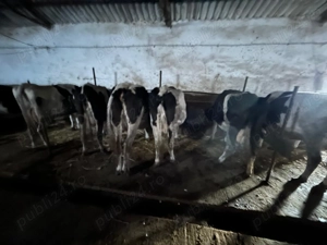 vand vaci de lapte - imagine 2 vand vaci de lapte - imagine 2