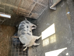 Porc de Craciun - imagine 2