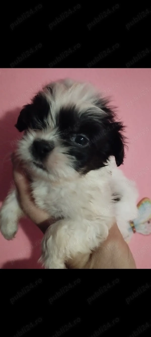 Fetita shihtzu  - imagine 2