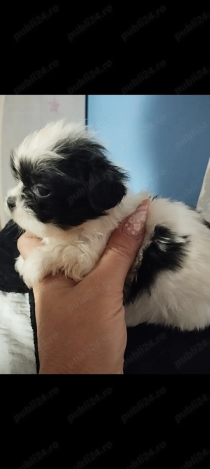Fetita shihtzu