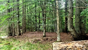 Teren 7 ha, Lac Vidraru, Podis Molivis - imagine 4