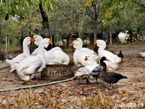 gâște holmogor tineret și mature