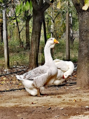 gâște holmogor tineret și mature - imagine 4