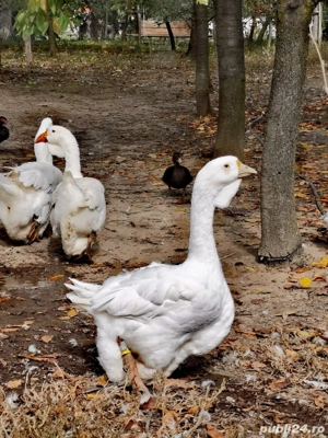 gâște holmogor tineret și mature - imagine 2