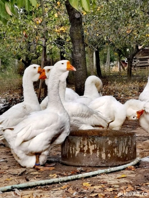 gâște holmogor tineret și mature - imagine 3