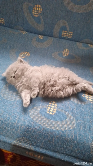 baietel si fetita long&shorthair - imagine 4