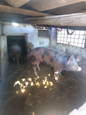 Porc de vânzare - imagine 2 Porc de vânzare - imagine 2