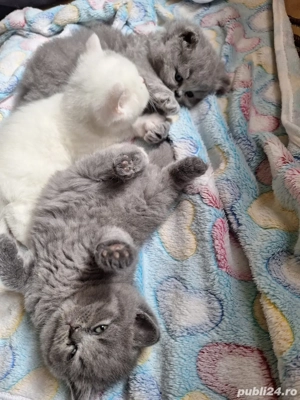 baietel si fetita long&shorthair - imagine 3