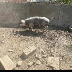 Porc de vanzare - imagine 2