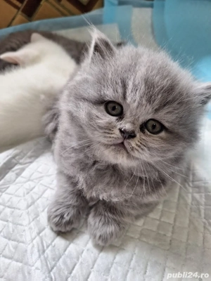 baietel si fetita long&shorthair - imagine 2