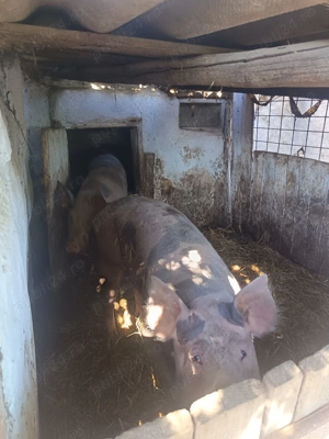 Porc de vânzare - imagine 3 Porc de vânzare - imagine 3