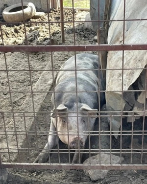 Porc de vanzare - imagine 3