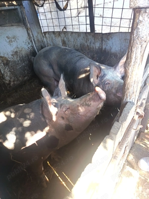 Porc de vânzare - imagine 4 Porc de vânzare - imagine 4