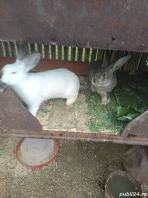vând iepuri 