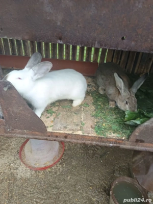 vând iepuri  - imagine 3