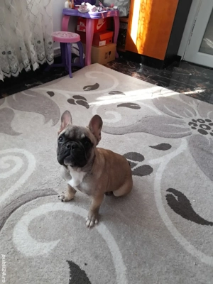 Buldog francez din părinți cu pedigree  - imagine 4