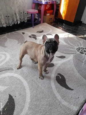 Buldog francez din părinți cu pedigree  - imagine 2