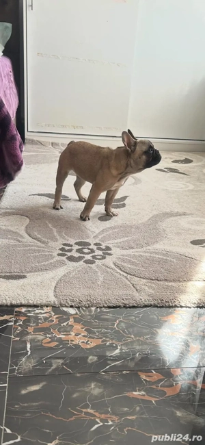Buldog francez din părinți cu pedigree  - imagine 3