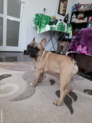 Buldog francez din părinți cu pedigree  - imagine 5