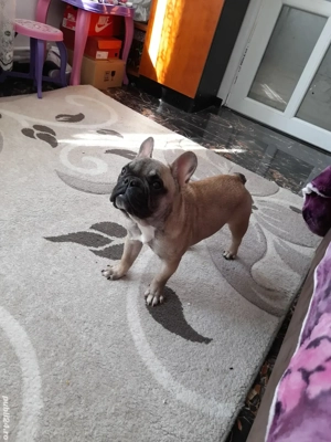 Buldog francez din părinți cu pedigree 