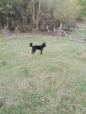 Câine de întors oile