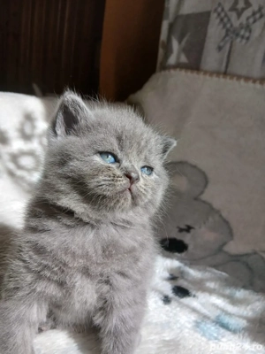 baietel si fetita long&shorthair - imagine 5