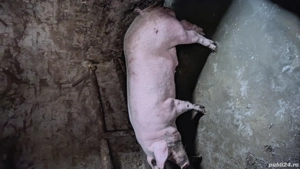 vand porc vier - imagine 4