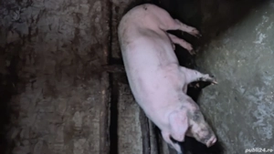 vand porc vier - imagine 3