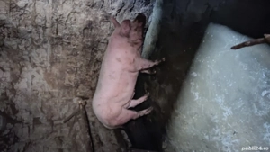 vand porc vier - imagine 2