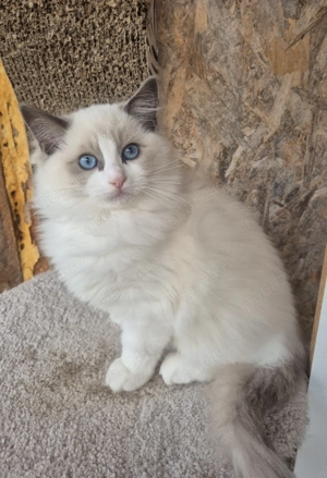 Ragdoll Blue Bicolor