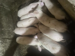 20 de purcei, negociabil daca i luați pe toți sau dacă luați jumate prețul este in privat! - imagine 2