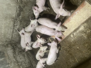 20 de purcei, negociabil daca i luați pe toți sau dacă luați jumate prețul este in privat!