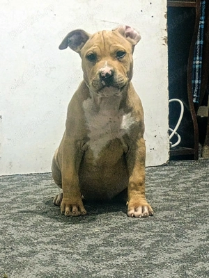 Pui de Amstaff disponibili pentru o nouă căsuță  - imagine 2 Pui de Amstaff disponibili pentru o nouă căsuță  - imagine 2