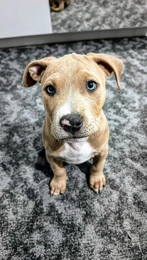 Pui de Amstaff disponibili pentru o nouă căsuță  - imagine 3 Pui de Amstaff disponibili pentru o nouă căsuță  - imagine 3