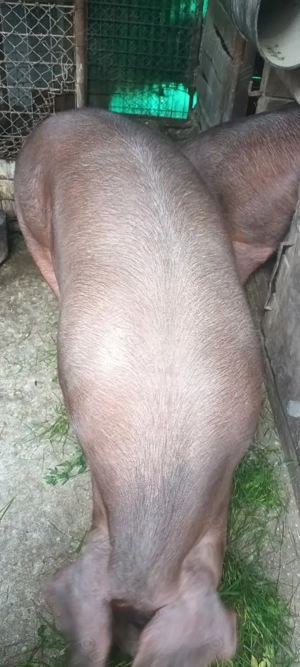 Vând porc  - imagine 5