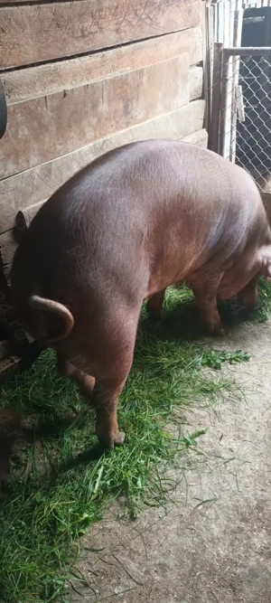 Vând porc  - imagine 3