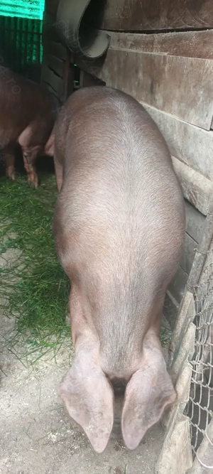 Vând porc  - imagine 2