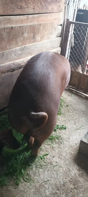 Vând porc  - imagine 4