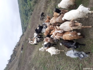 vand 10 iezi si 9 iediţe 