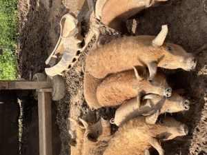 Vand purcei, mangalita , mangalita+mistret , petrean!