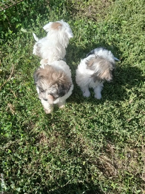 catei bichon - imagine 3 catei bichon - imagine 3