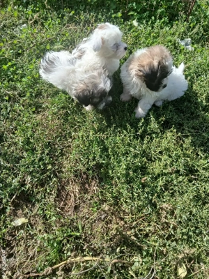 catei bichon - imagine 2 catei bichon - imagine 2