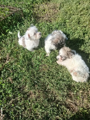 catei bichon - imagine 4 catei bichon - imagine 4