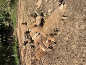 Vand purcei, mangalita , mangalita+mistret , petrean! - imagine 4 Vand purcei, mangalita , mangalita+mistret , petrean! - imagine 4