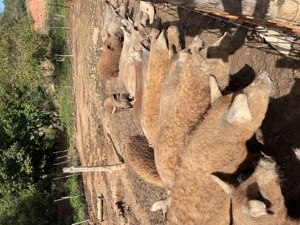 Vand purcei, mangalita , mangalita+mistret , petrean! - imagine 3 Vand purcei, mangalita , mangalita+mistret , petrean! - imagine 3