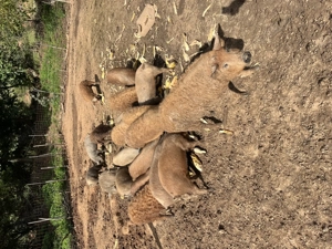 Vand purcei, mangalita , mangalita+mistret , petrean! - imagine 5 Vand purcei, mangalita , mangalita+mistret , petrean! - imagine 5