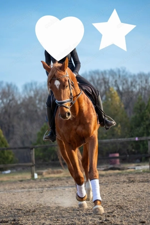 Cal sport românesc  - imagine 2